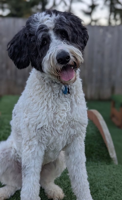 DOODLE BUDDY - Border Collie / Poodle (Standard) available for adoption
