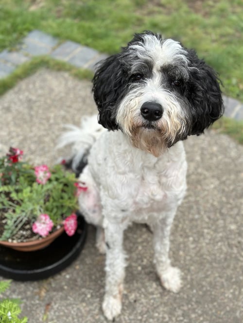 DOODLE BUDDY - Border Collie / Poodle (Standard) for adoption in Seattle