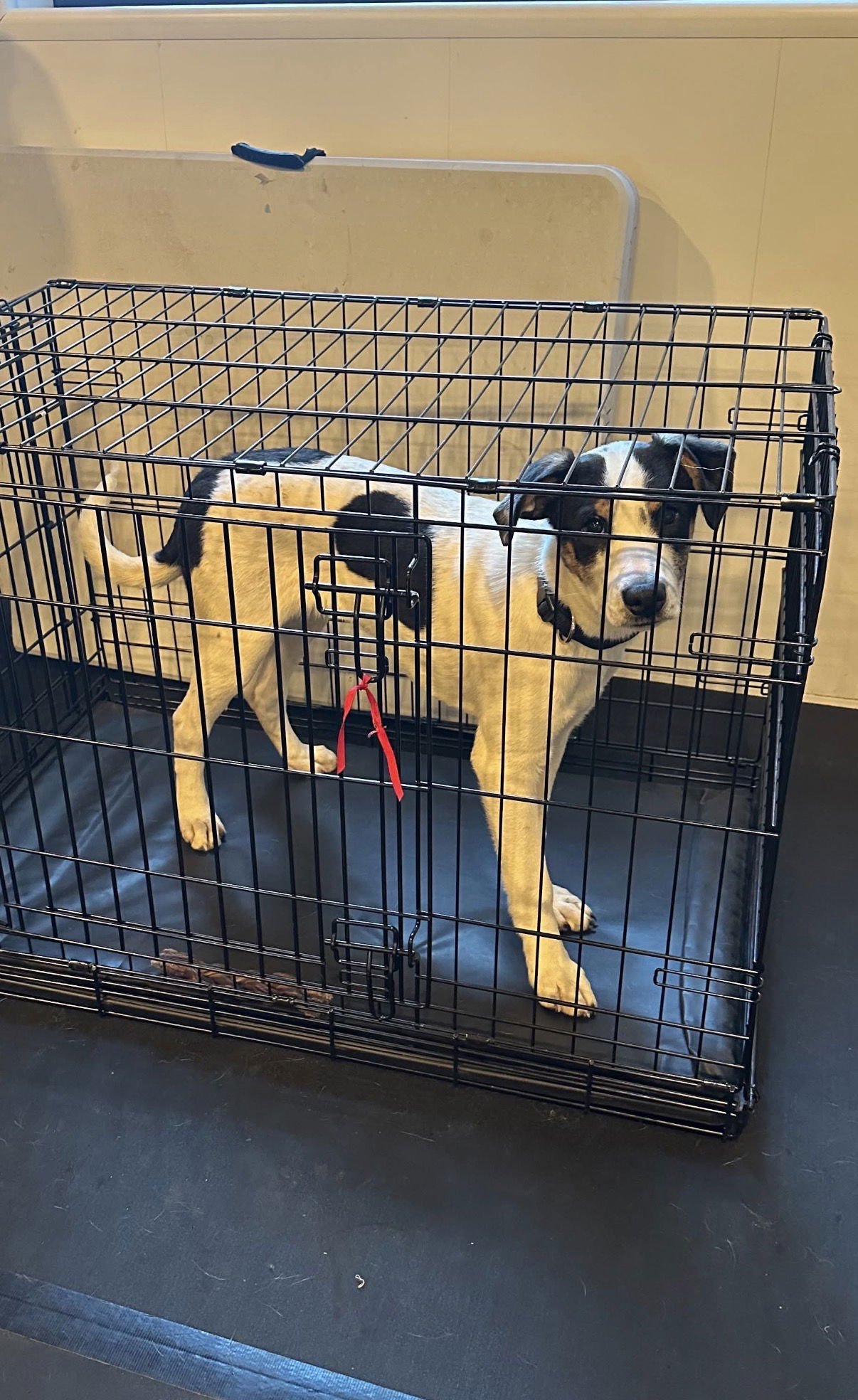 WINSTON - Cattle Dog available for adoption