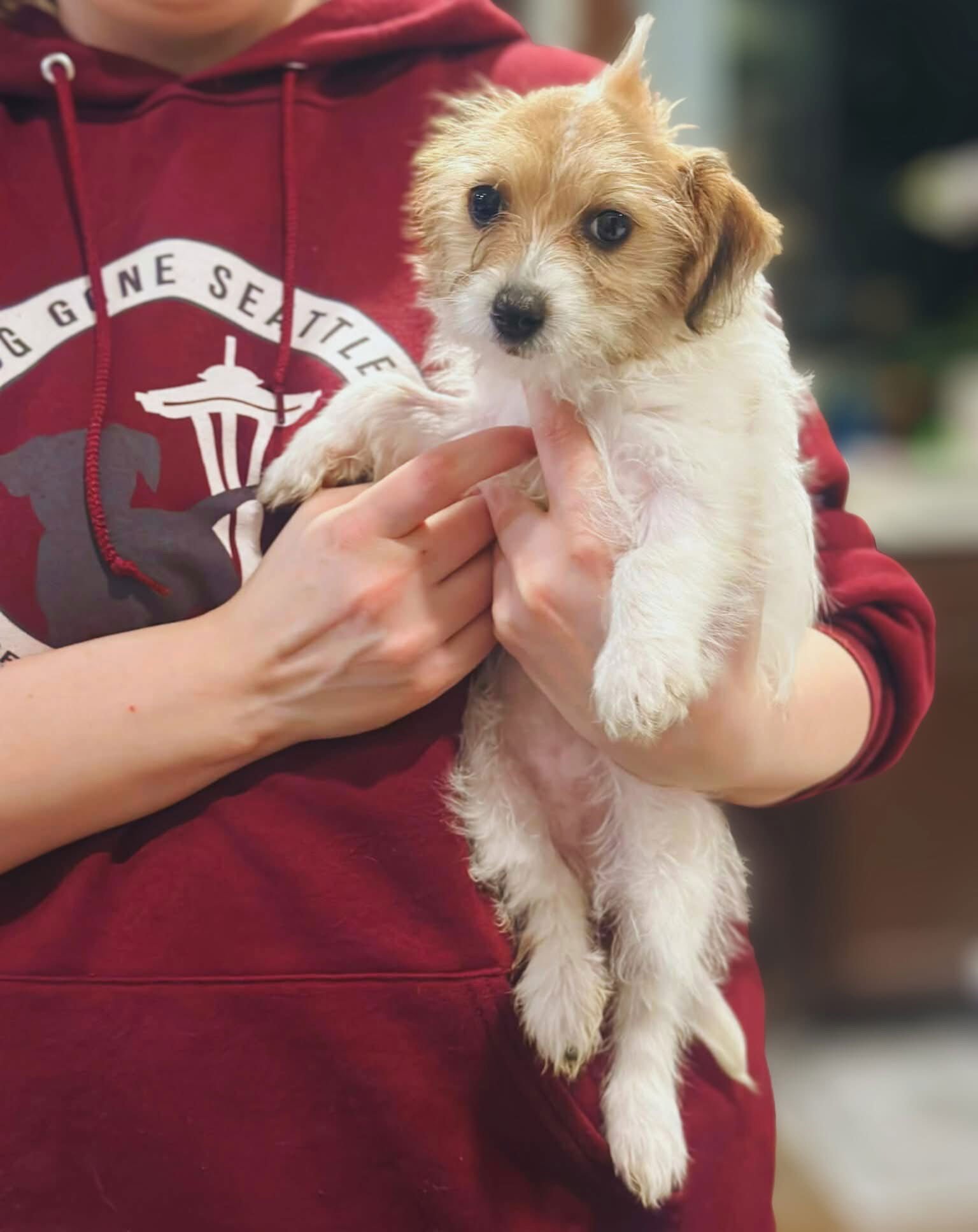 SUZANNE - Terrier available for adoption