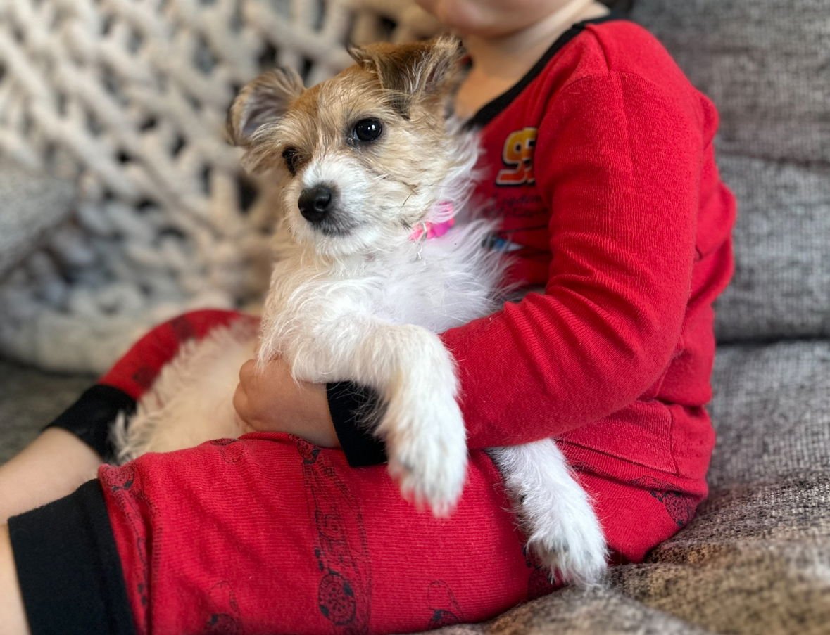 SUZANNE - Terrier available for adoption