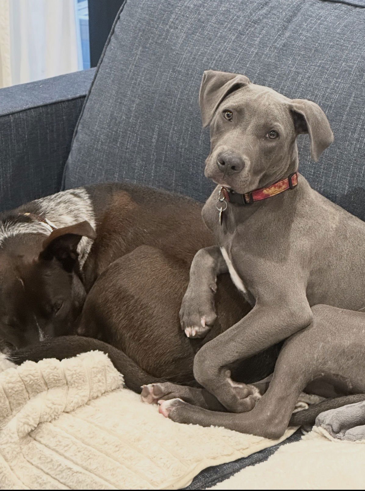 DODGER- ADOPTION PENDING - Retriever / Terrier available for adoption