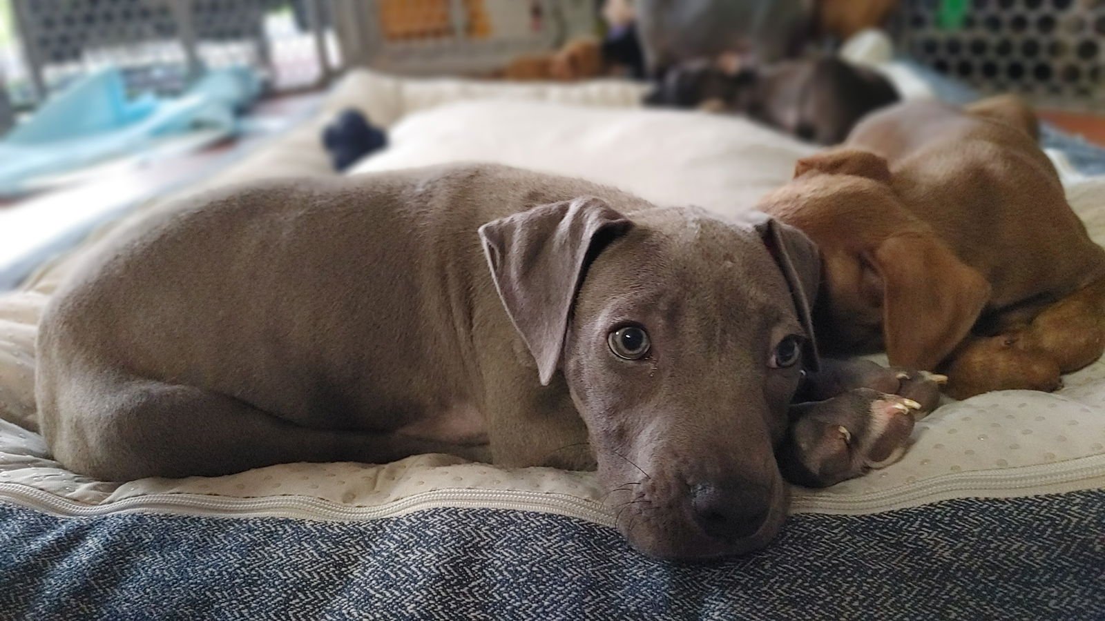 DODGER- ADOPTION PENDING - Retriever / Terrier available for adoption