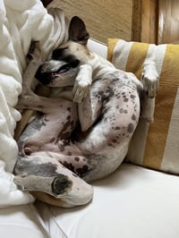 Bertie - Photo 3