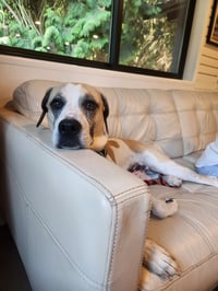 Bertie - Photo 6