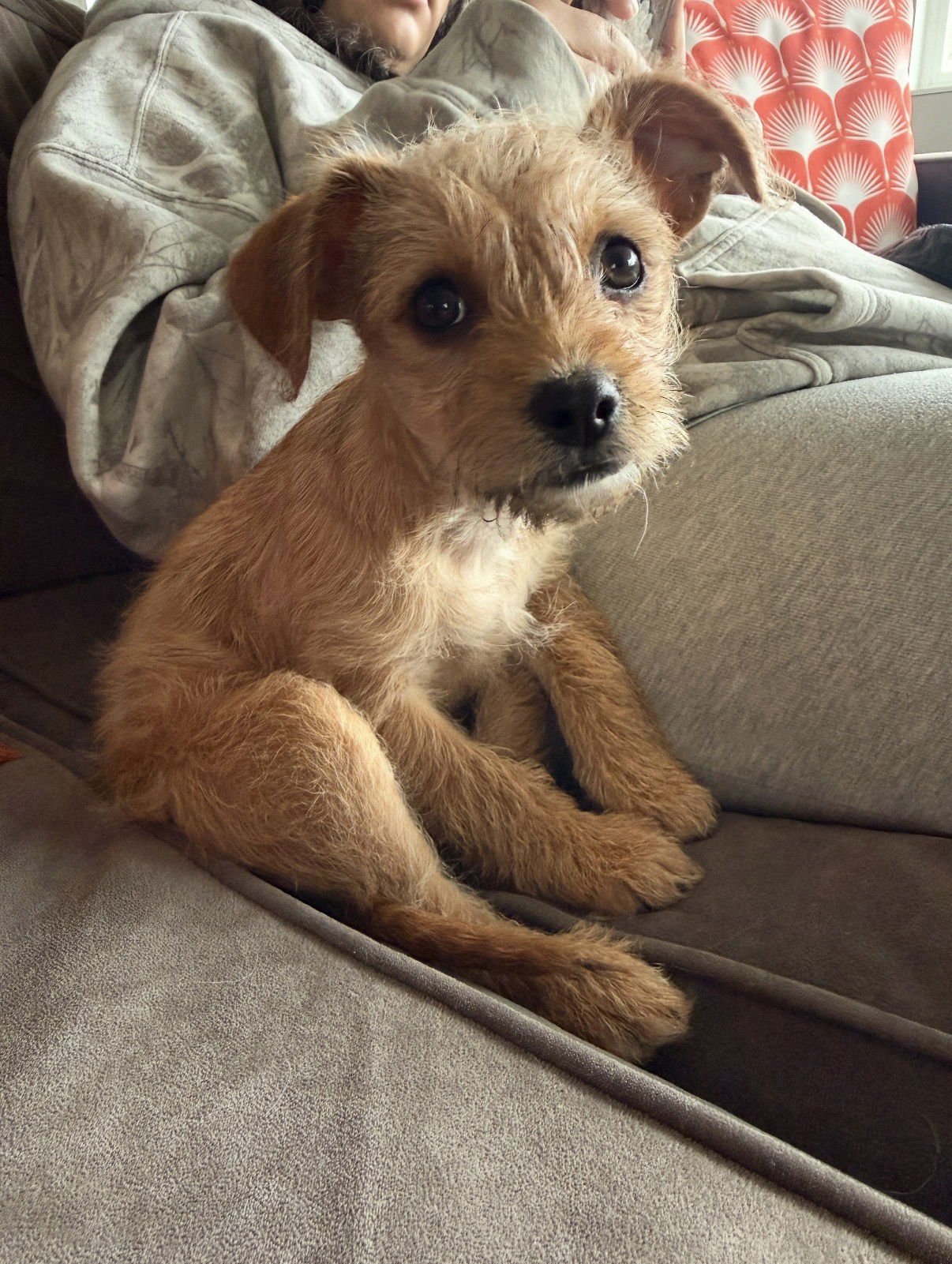 MOXIE - Chihuahua / Terrier available for adoption