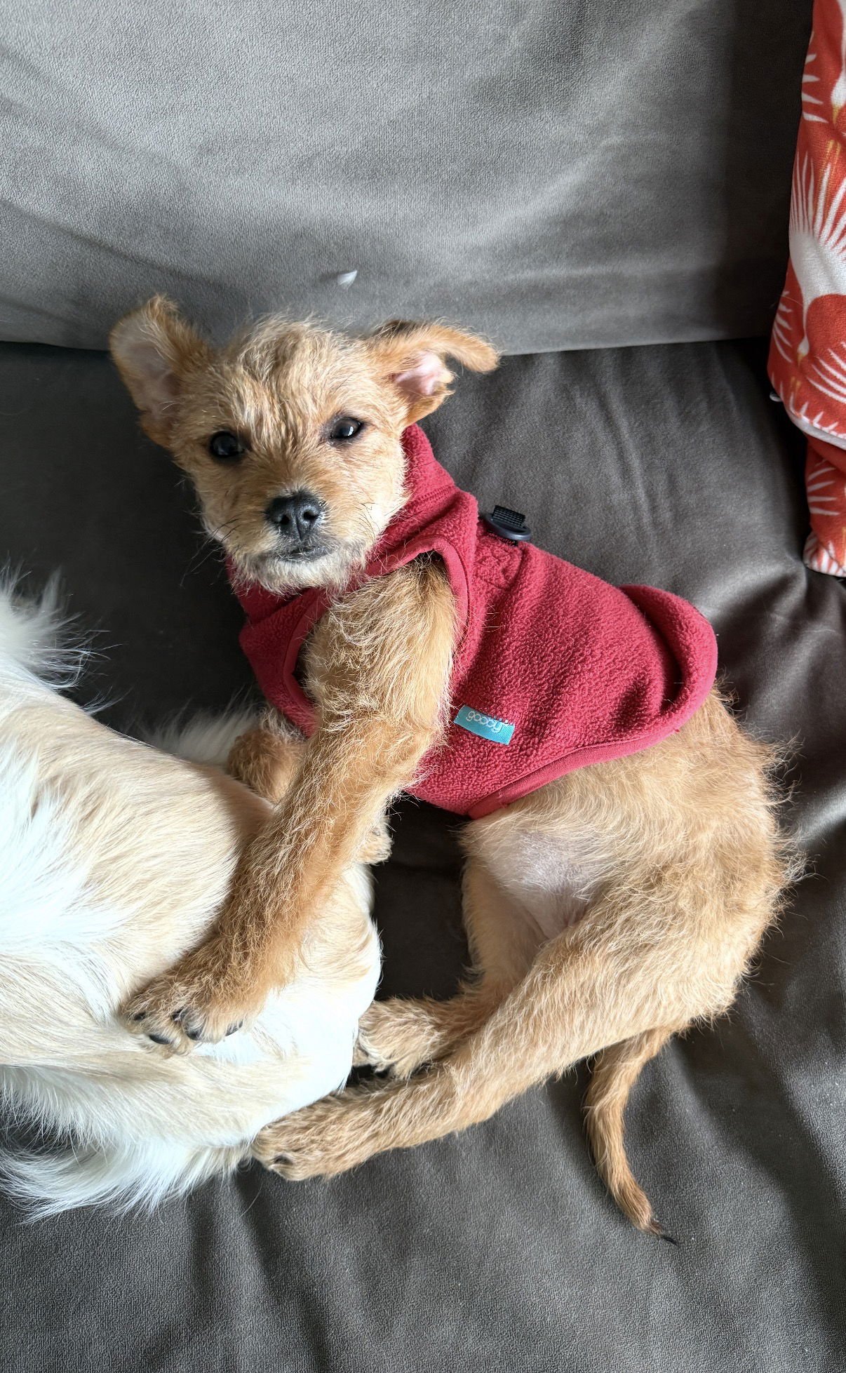 MOXIE - Chihuahua / Terrier available for adoption