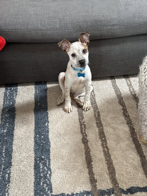 ORBIT - ADOPTION PENDING