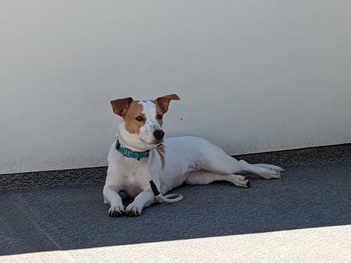 BLOSSOM - Beagle available for adoption