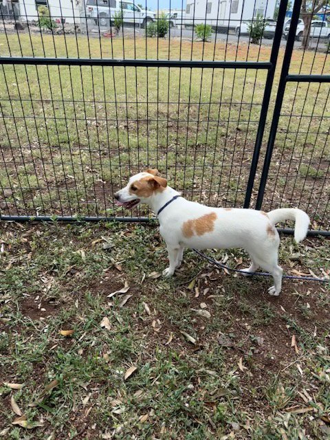 BLOSSOM - Beagle available for adoption