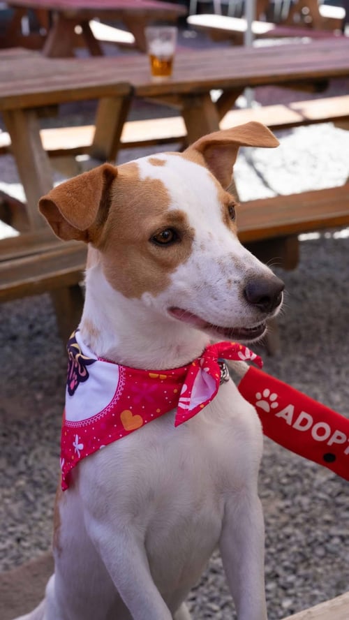 BLOSSOM - Beagle available for adoption