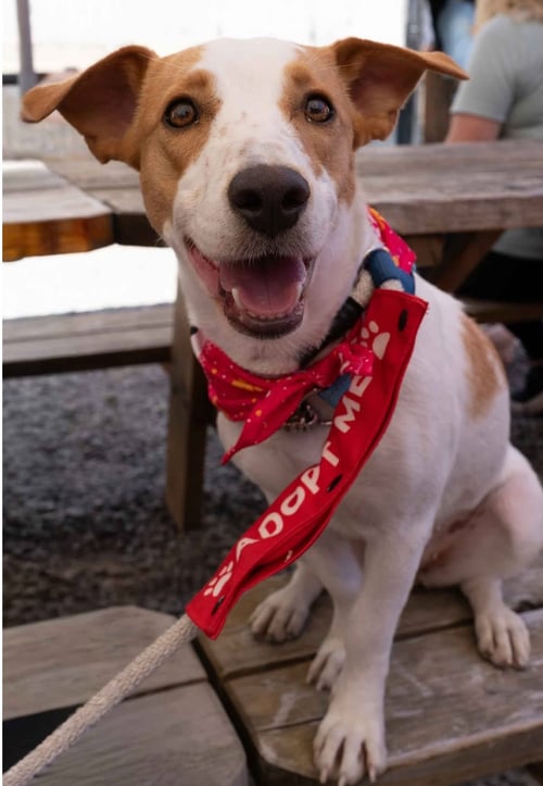 BLOSSOM - Beagle available for adoption