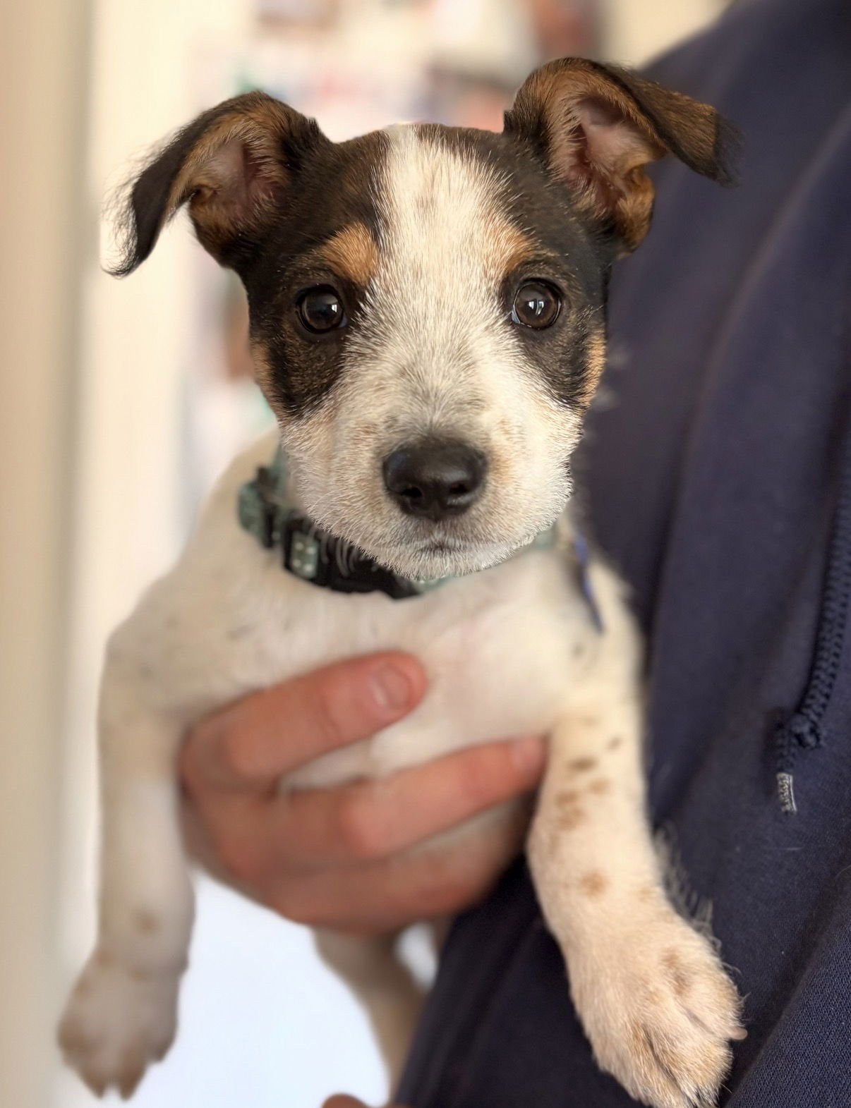 NUTMEG - Schnauzer / Terrier available for adoption