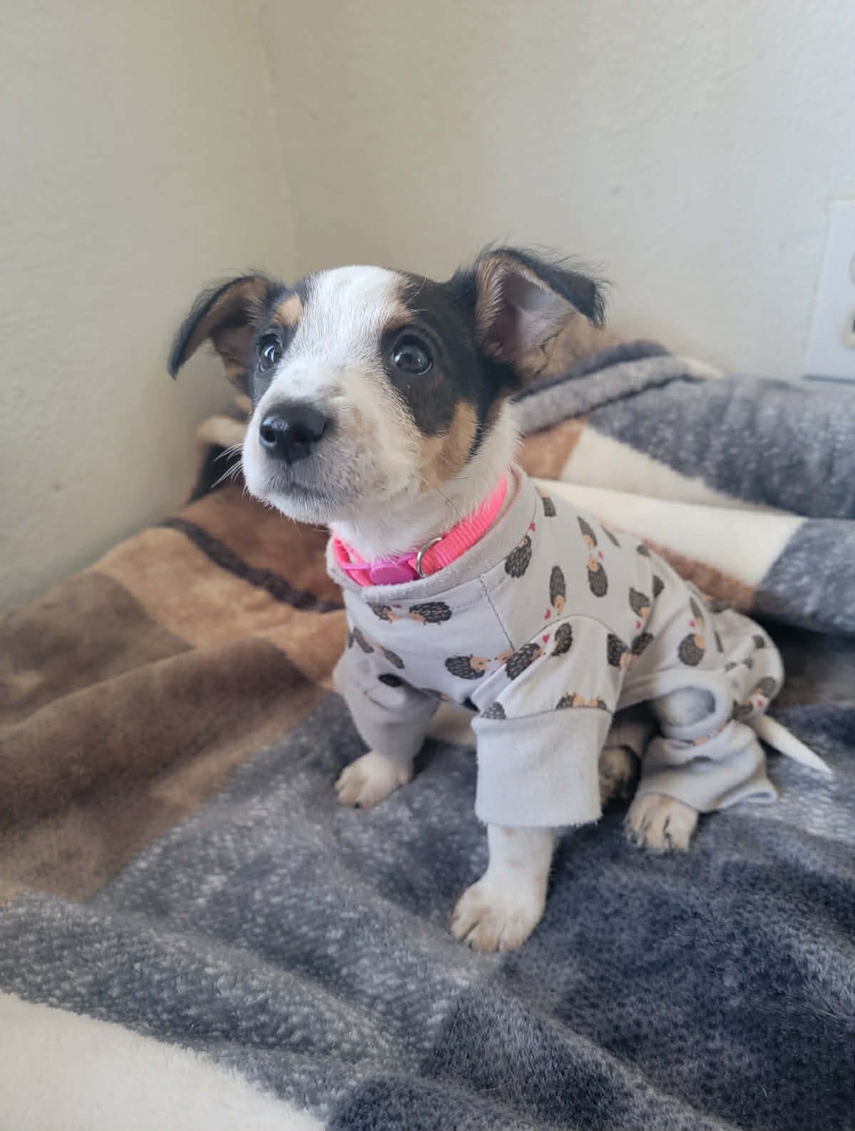 NUTMEG - Schnauzer / Terrier available for adoption