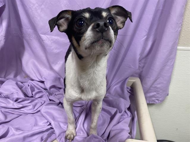 BUTTERS - Chihuahua available for adoption