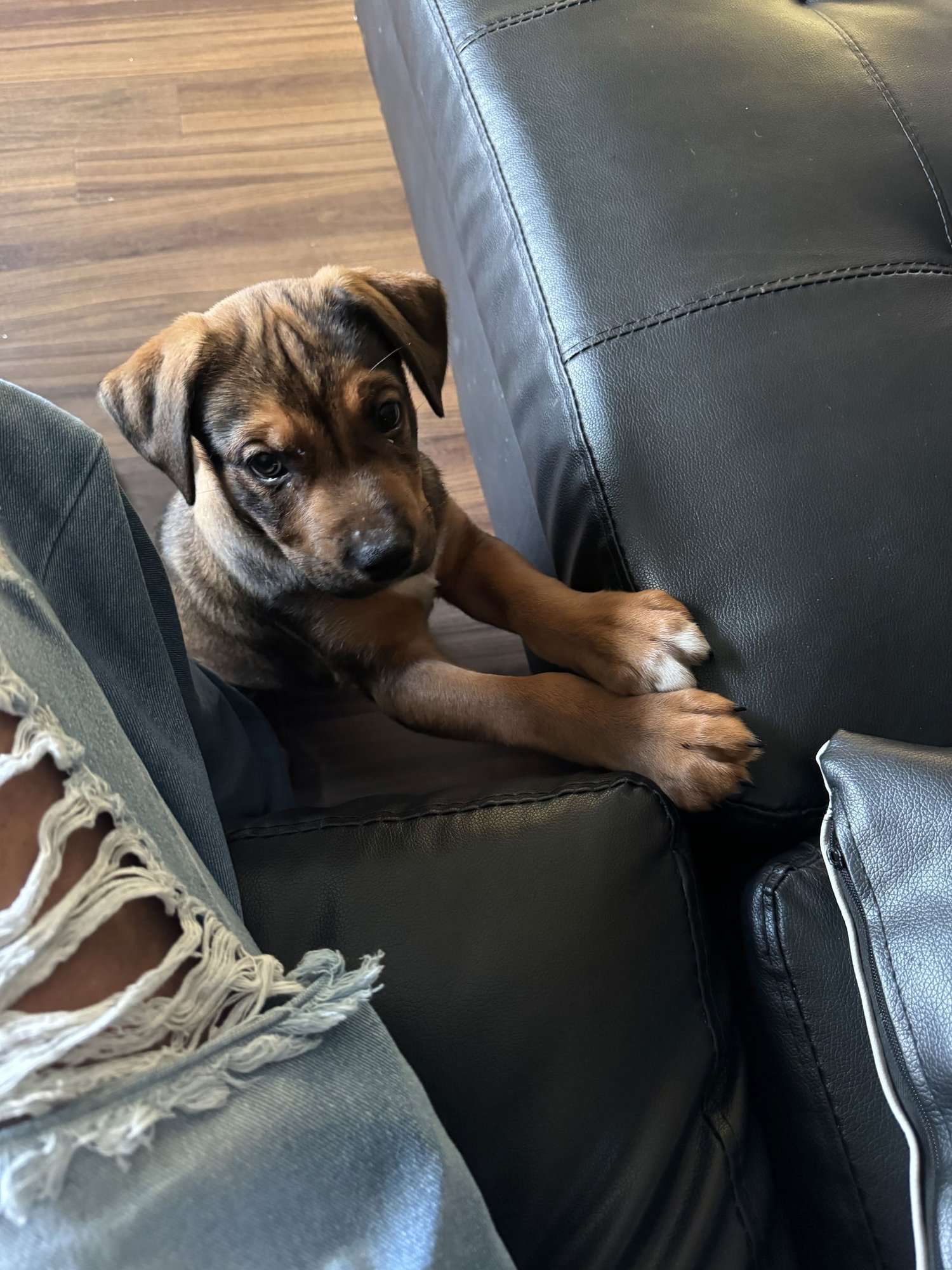 BEAR - Boxer / Rottweiler available for adoption