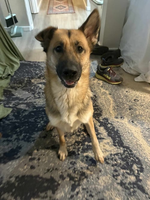 BABY - German Shepherd Dog available for adoption