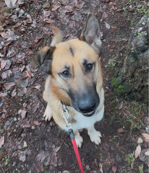 BABY - German Shepherd Dog available for adoption