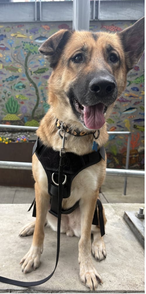BABY - German Shepherd Dog available for adoption