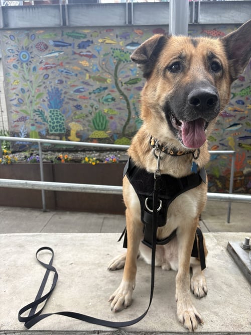 BABY - German Shepherd Dog available for adoption