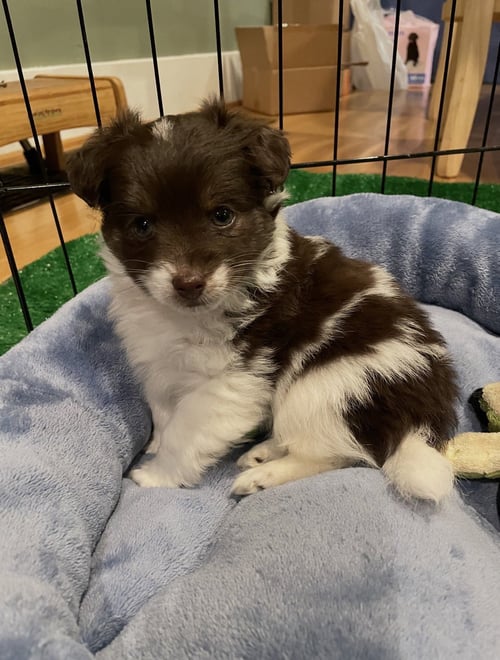 THUMPER - Chihuahua available for adoption