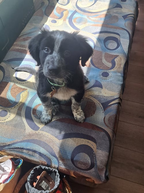 BLACKBERRY - ADOPTION PENDING