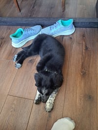 Blackberry - ADOPTION PENDING - Photo 2