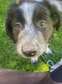 Blackberry - ADOPTION PENDING - Photo 4