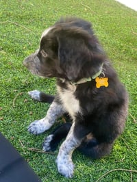 Blackberry - ADOPTION PENDING - Photo 5