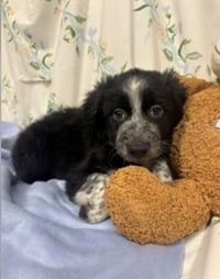 Blackberry - ADOPTION PENDING - Photo 6