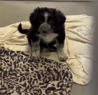 Blackberry - ADOPTION PENDING - Photo 7