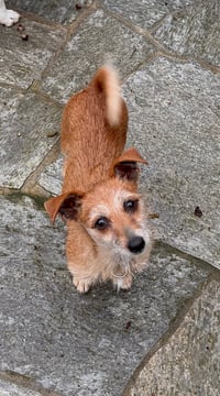 * Coco - PENDING - Photo 1