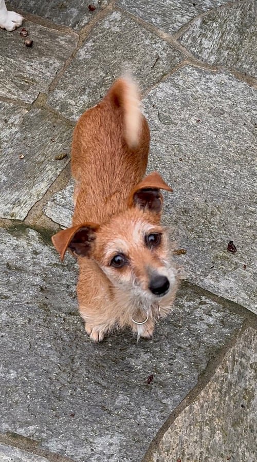 * COCO - PENDING - Chihuahua / Terrier available for adoption