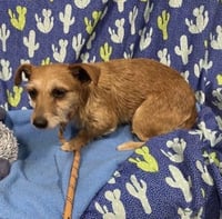 * Coco - PENDING - Photo 2