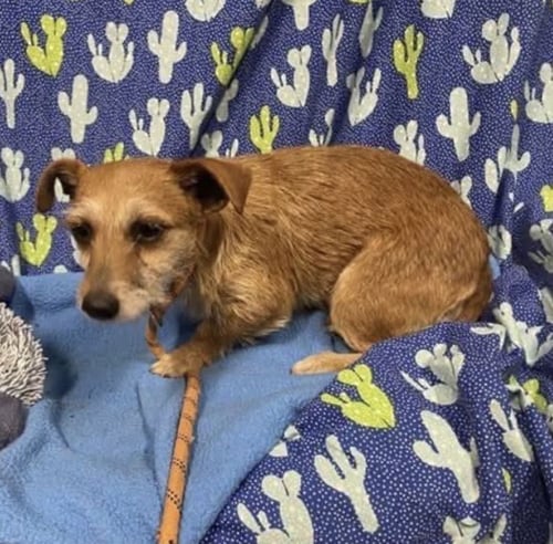 * COCO - PENDING - Chihuahua / Terrier available for adoption