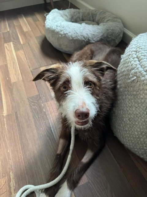 FRANKIE - Terrier available for adoption