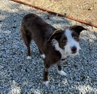Frankie - Photo 3
