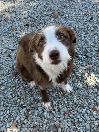 Frankie - Photo 4