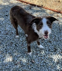 Frankie - Photo 5