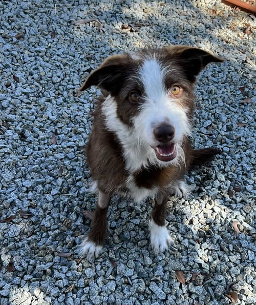 FRANKIE
