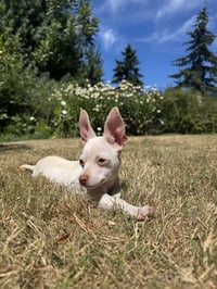 Bonnie - Chi Puppy - Photo 9
