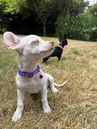 Bonnie - Chi Puppy - Photo 7