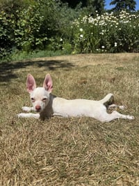 Bonnie - Chi Puppy - Photo 1