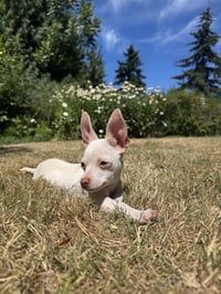 Bonnie - Chi Puppy - Photo 6