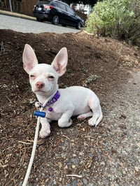 Bonnie - Chi Puppy - Photo 5