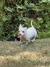 Bonnie - Chi Puppy - Photo 3