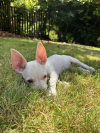 Bonnie - Chi Puppy - Photo 8