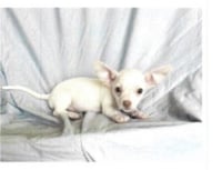 Bonnie - Chi Puppy - Photo 10