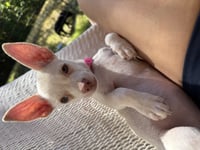 Bonnie - Chi Puppy - Photo 4