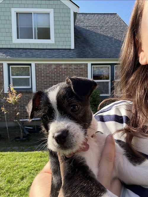 DELIA - Terrier available for adoption